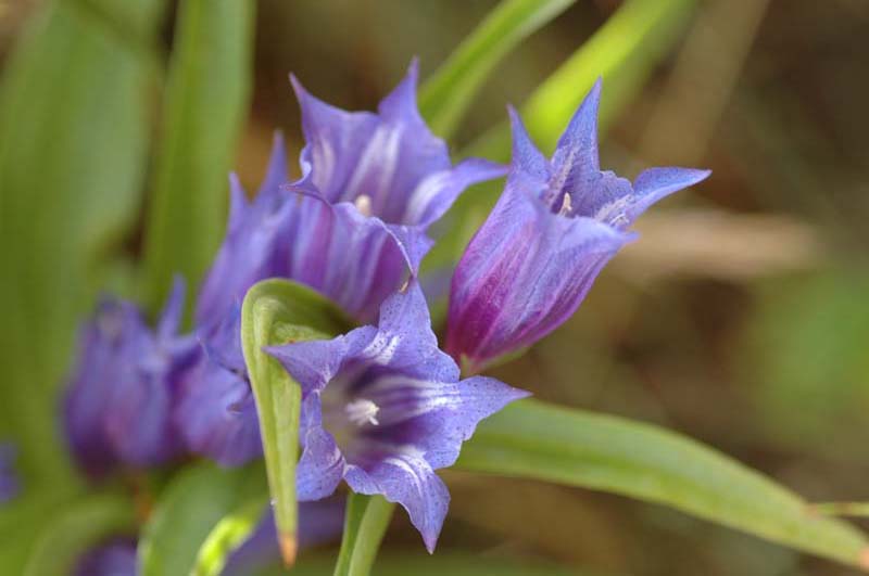 Gentiana asclepiadea - Genziana di Esculapio